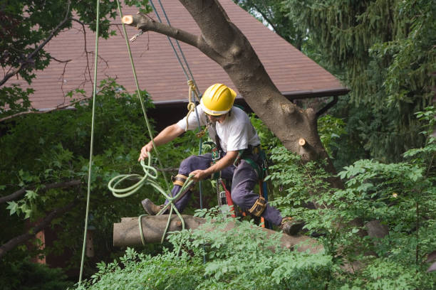 Best Utility Line Clearance  in Adamsville, TN