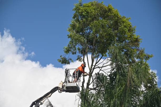 Best Tree Risk Assessment  in Adamsville, TN